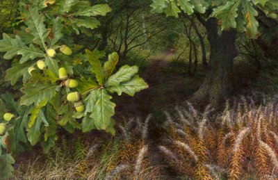 The way into the woods by Raymond Booth