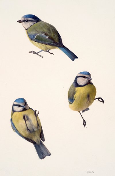 Three studies of a blue tit by Raymond Booth