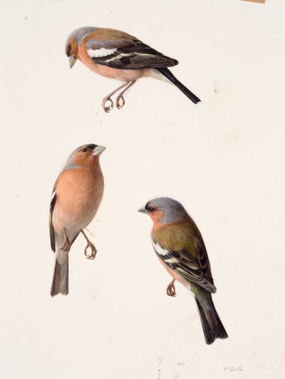Three studies of a chaffinch by Raymond Booth