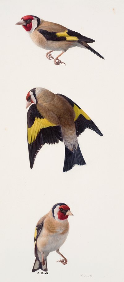 Three studies of a goldfinch by Raymond Booth