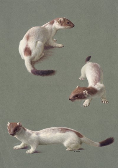 Three studies of a stoat in winter by Raymond Booth