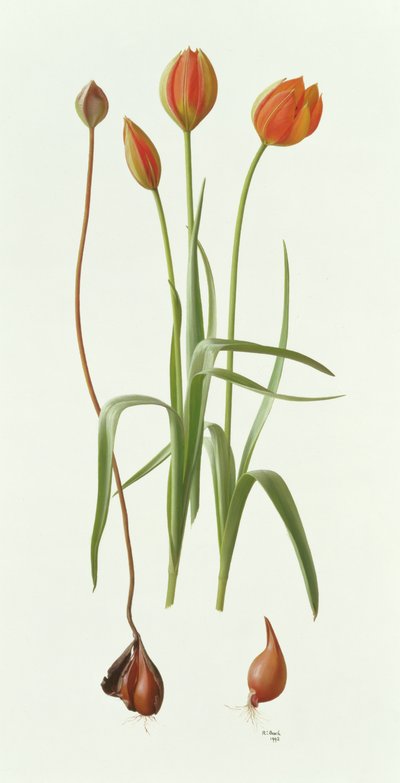 Tulipa Whittallii by Raymond Booth