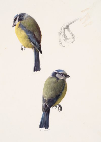 Two studies of a blue tit by Raymond Booth