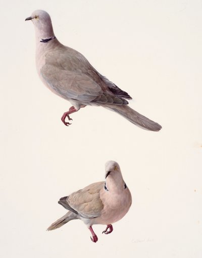 Two studies of a collared dove by Raymond Booth