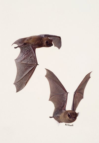 Two Studies of a Pipistrelle Bat by Raymond Booth