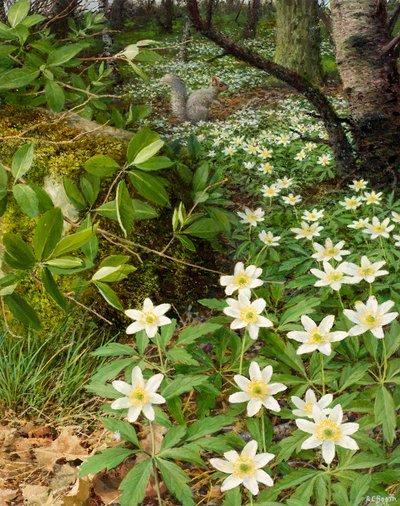 Wood anemones, late April by Raymond Booth