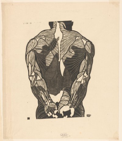 Anatomical Study of the Back Muscles of a Man by Reijer Stolk