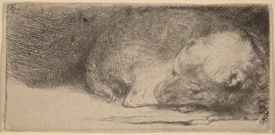 Sleeping Puppy by Rembrandt van Rijn
