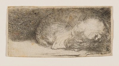 Sleeping Puppy by Rembrandt van Rijn