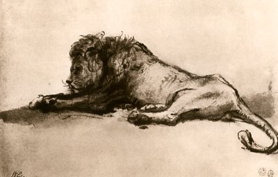 Study of a Lion, 1913 by Rembrandt van Rijn