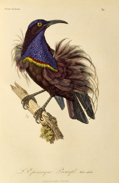 Adult male of Paradise Riflebird (Ptiloris paradiseus) by René Primevère Lesson