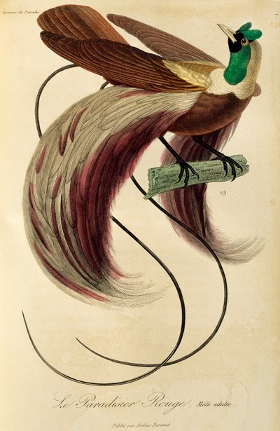 Adult male of Red Bird-of-Paradise (Paradisaea rubra) by René Primevère Lesson