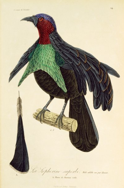 Adult Male of Superb Bird-of-Paradise, from Histoire naturelle des oiseaux de paradis et des epimagues by René Primevère Lesson