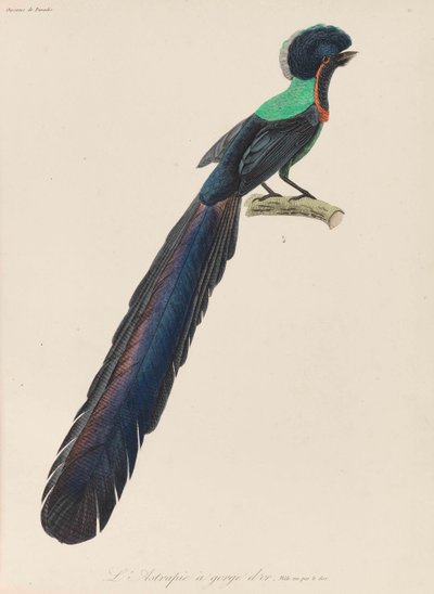 Bird-of-paradise, 1835 by René Primevère Lesson