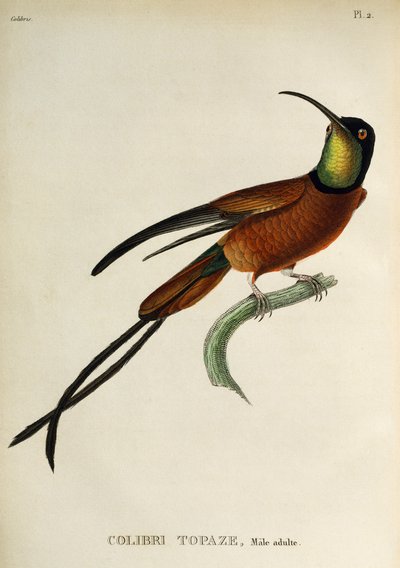 Crimson Topaz (Topaza pella) by René Primevère Lesson