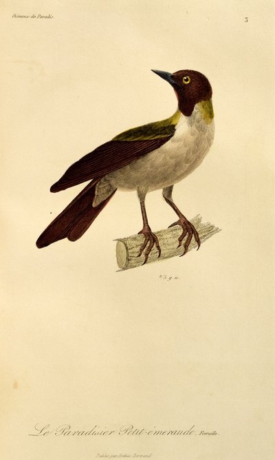 Female of Lesser Bird-of-Paradise (Paradisaea minor), engraving from Histoire naturelle des oiseaux de paradis et des epimagues by René Primevère Lesson