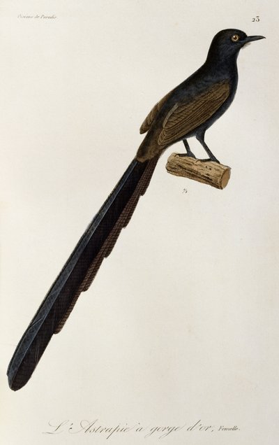 Gorget Bird-of-paradise female by René Primevère Lesson