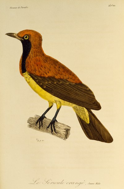 Young Male of Masked Bowerbird (Sericulus aureus), engraving from Histoire naturelle des oiseaux de paradis et des epimagues by René Primevère Lesson