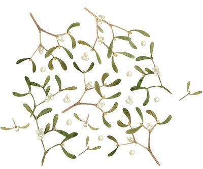 Festive Mistletoe Berries by Renate Holzner