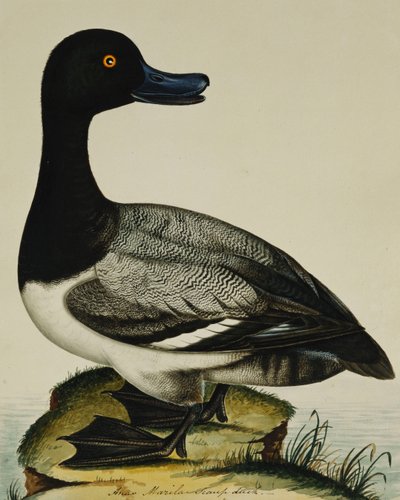 Scaup Duck by Rev. C. Atkinson