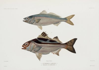 Two types of fish by John Pardon