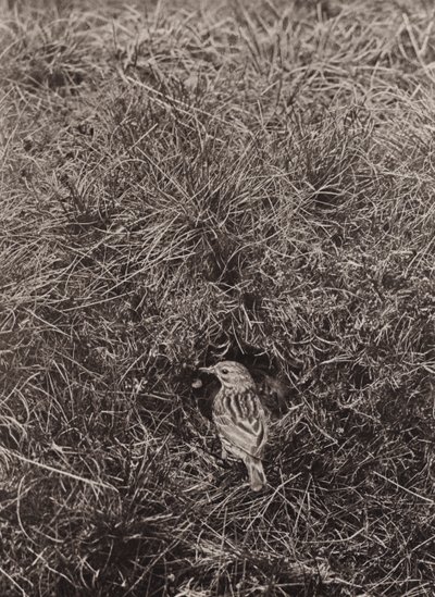 Meadow Pipit by Richard and Cherry Kearton