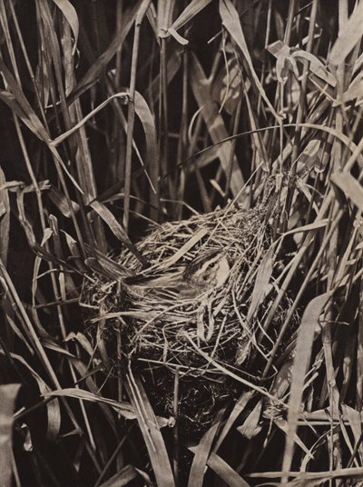 Sedge Warbler on nest by Richard and Cherry Kearton