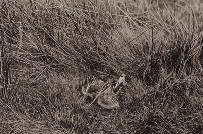 Snipes covering young by Richard and Cherry Kearton
