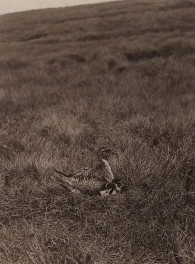 Golden Plover Covering Chicks by Richard and Cherry Kearton