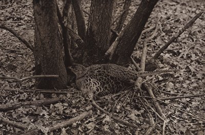 Pheasant on nest by Richard and Cherry Kearton