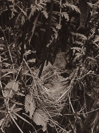 The marsh warbler by Richard and Cherry Kearton