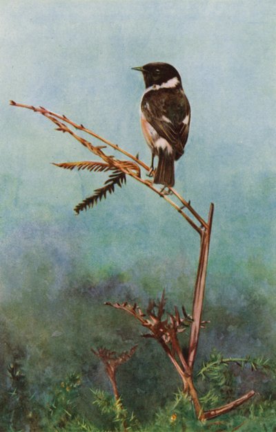 The stonechat by Richard and Cherry Kearton