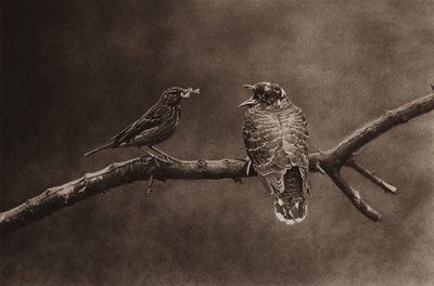 Tree pipit feeding a young cuckoo by Richard and Cherry Kearton