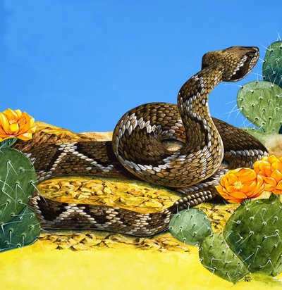 The Rattlesnake