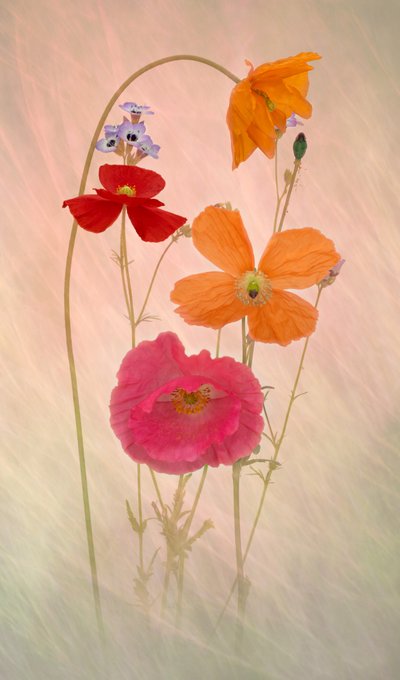 Dreamy Pastel Poppies by Richard Urbanski
