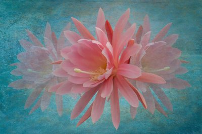 Dreamy Pink Blossom by Richard Urbanski