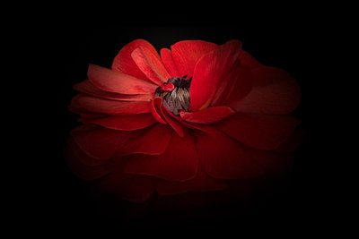 Elegant Red Bloom by Richard Urbanski
