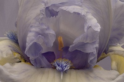 Soft Lavender Iris by Richard Urbanski
