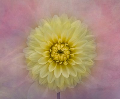 Soft Yellow Dahlia Bloom by Richard Urbanski