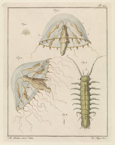 Leptomedusa and a Brackish Water Isopod by Robbert Muys