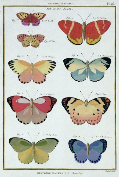 Butterflies from 