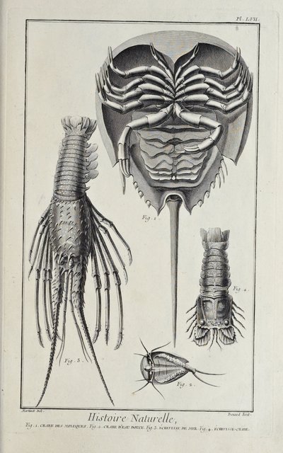 Crustaceans. Illustration from 