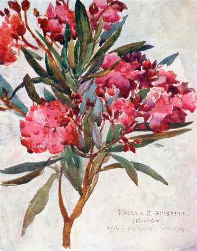 Study of Pink Oleander Blossom, the Mazza di San Guiseppe by Robert Charles Goff