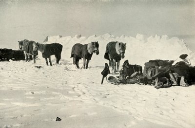 Ponies Behind Their Shelter in Camp on the Barrier by Robert Falcon Scott