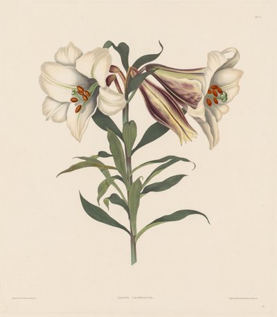 A Selection of Hexandrian Plants, Belonging to the Natural Order of Amaryllidae, 1831-1832 by Robert Havell