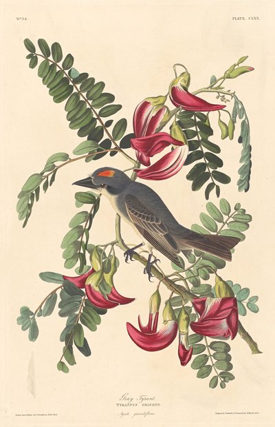 Gray Tyrant by Robert Havell