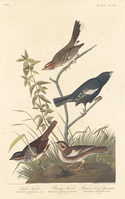 Lark Finch, Prairie Finch and Brown Song Sparrow, 1837 by Robert Havell
