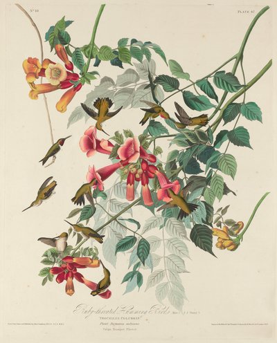 Ruby-throated Humming Bird by Robert Havell