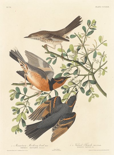 Mountain Mockingbird and Varied Thrush by Robert Havell after John James Audubon