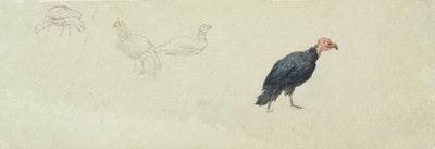 Studies of a Turkey by Robert Hills